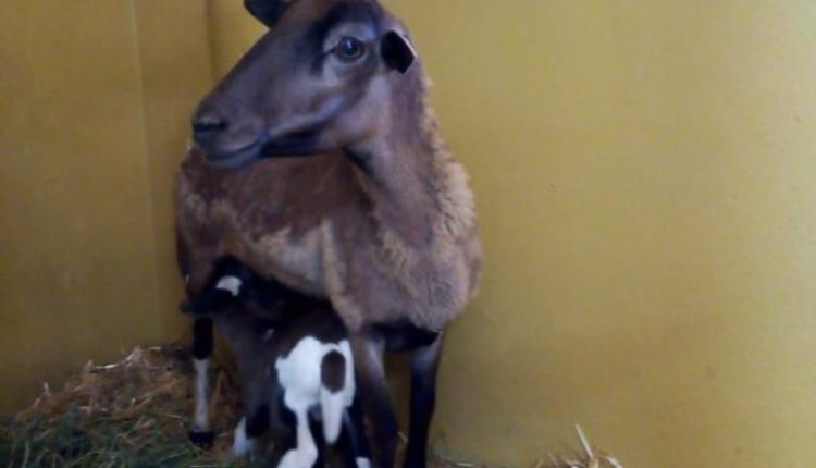 nacimientos, parque morelos, animalitos, 1