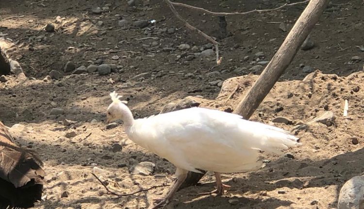 nacimientos, parque morelos, animalitos, 4